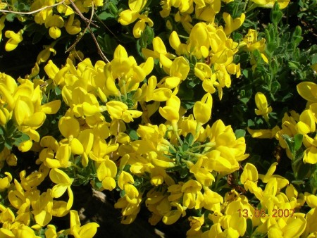 Čilimník poléhavý  (Cytisus procumbens)